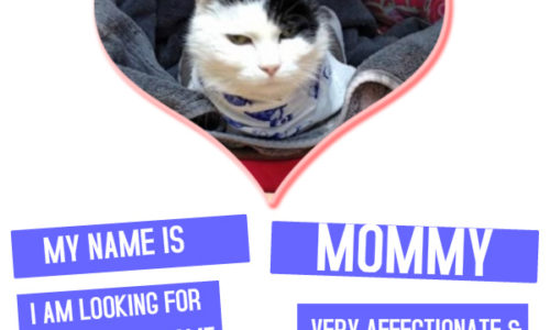 Adoption poster for Mommy the cat from Coxwell Animal Clinic