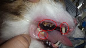 Closeup of pet&#39;s teeth with red circles to highlight periodontal disease