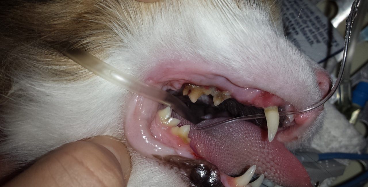 Closeup of pet's teeth