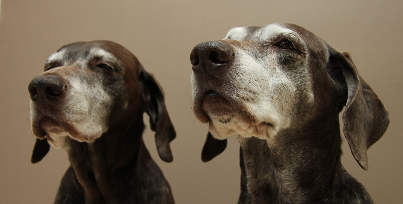 Two senior german shorthaired pointer sisters