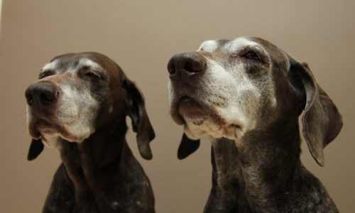 Two senior german shorthaired pointer sisters