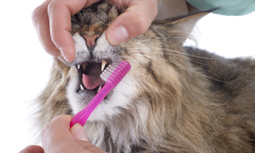 dental care for pets