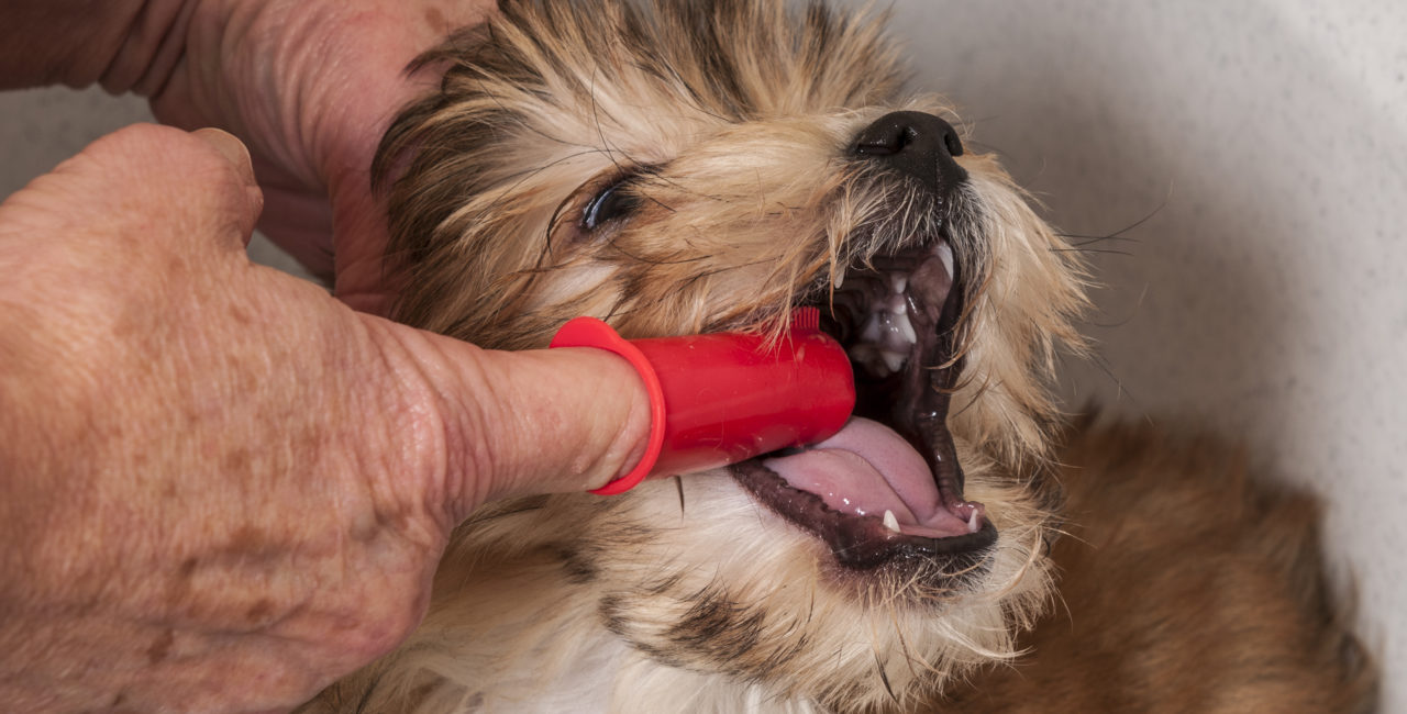 Puppy getting its teeth brushed with a finger toothbrush