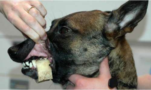 Dog with marrow bone stuck around lower jaw