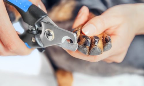 Dog getting its nails trimmed