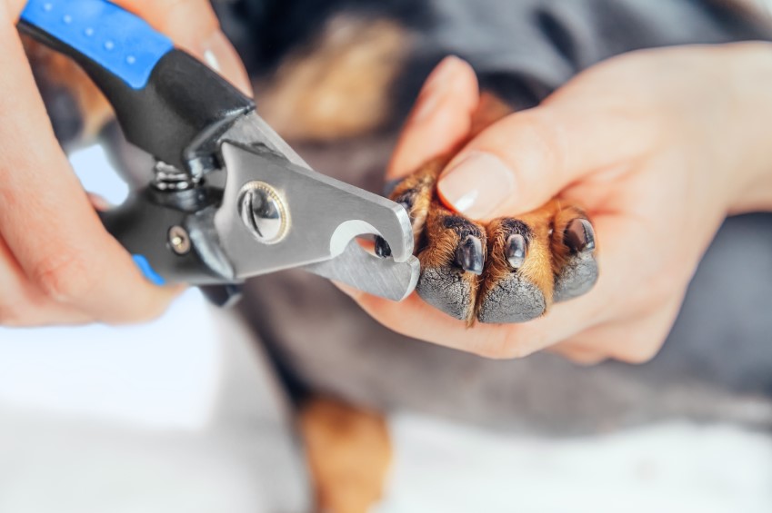 How to Trim Your Dog's Nails - Coxwell Animal Clinic Clinic