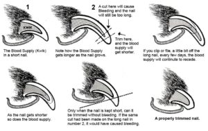 Diagram showing how to trim dog nails
