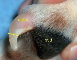 Closeup of a dog's nail with quick and pad labels