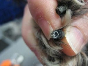 Closeup of a dog's black nails