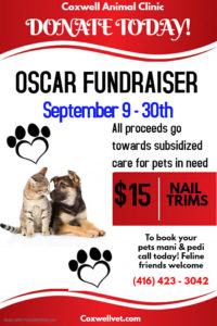 Coxwell Animal Clinic OSCAR Fundraiser September 2019 poster