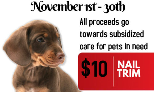 Coxwell Animal Clinic OSCAR Fundraiser November 2015 poster