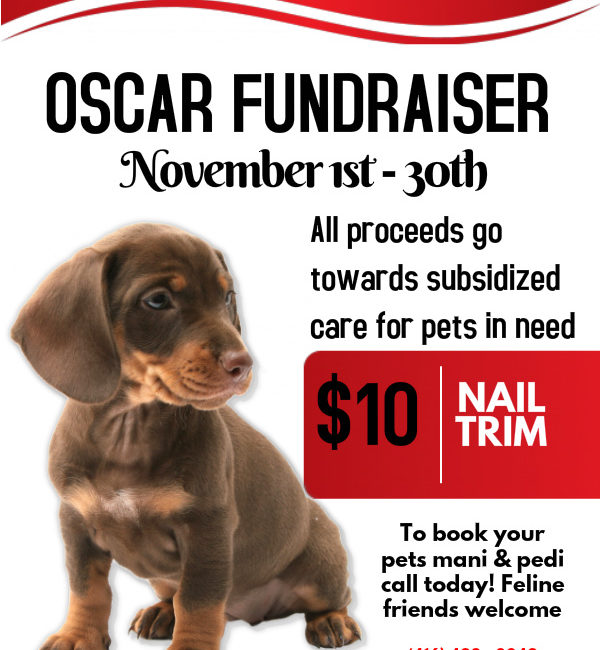Coxwell Animal Clinic OSCAR Fundraiser November 2015 poster