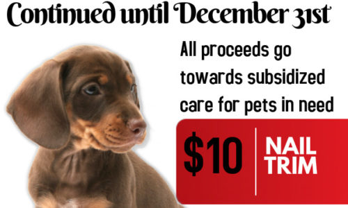 OSCAR Fundraiser December 2015 poster from Coxwell Animal Clinic