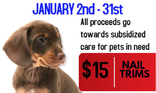 OSCAR Fundraiser January poster from Coxwell Animal Clinic
