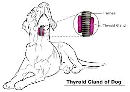 Drawing showing the thyroid gland of a dog with labels