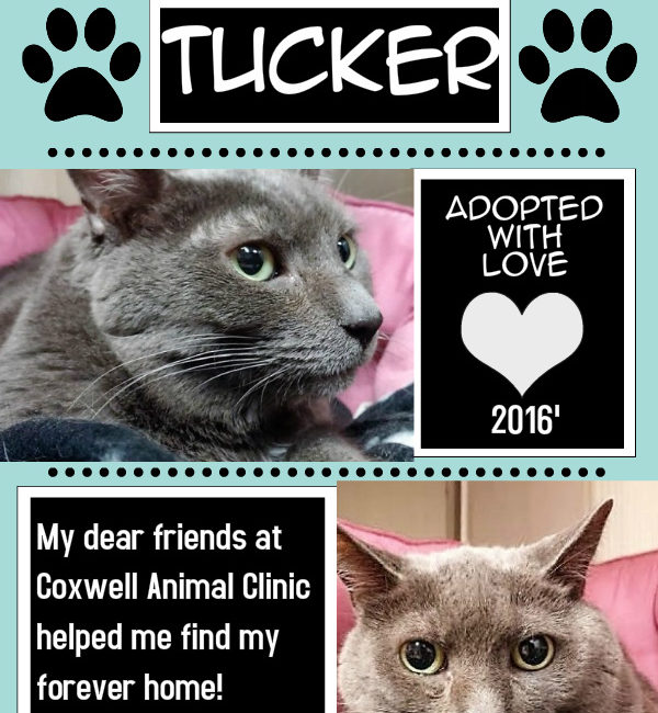 Adoption Success- Meet Tucker