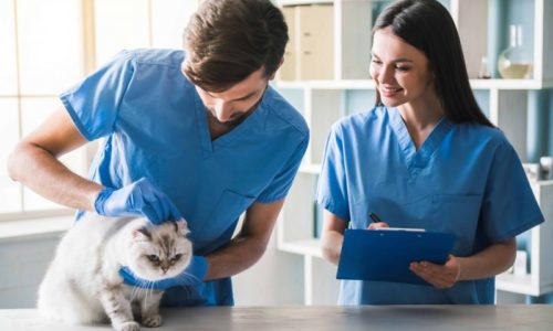 vet techs with a cat