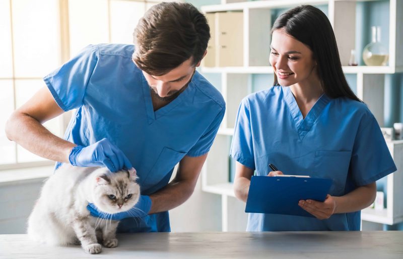 vet techs with a cat