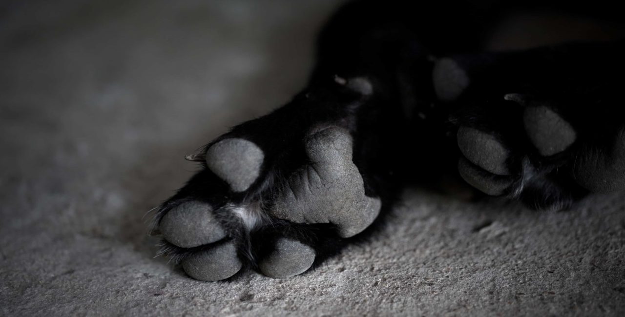 black dog paws