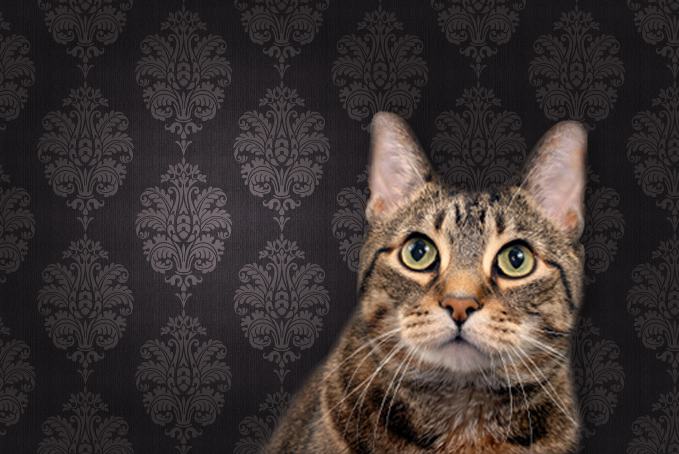 Cat against a brown pattern wallpaper background