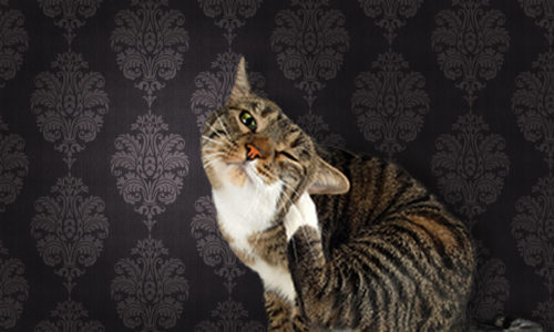 Cat scratching itself against a brown pattern wallpaper background