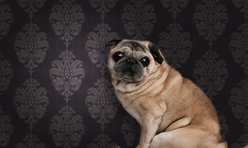 Pug dog against a brown pattern wallpaper background