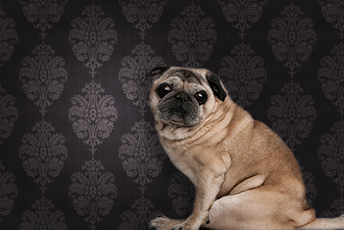 Pug dog against a brown pattern wallpaper background