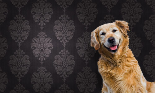 Golden Retriever dog against a brown pattern wallpaper background
