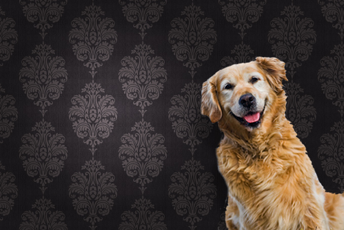 Golden Retriever dog against a brown pattern wallpaper background