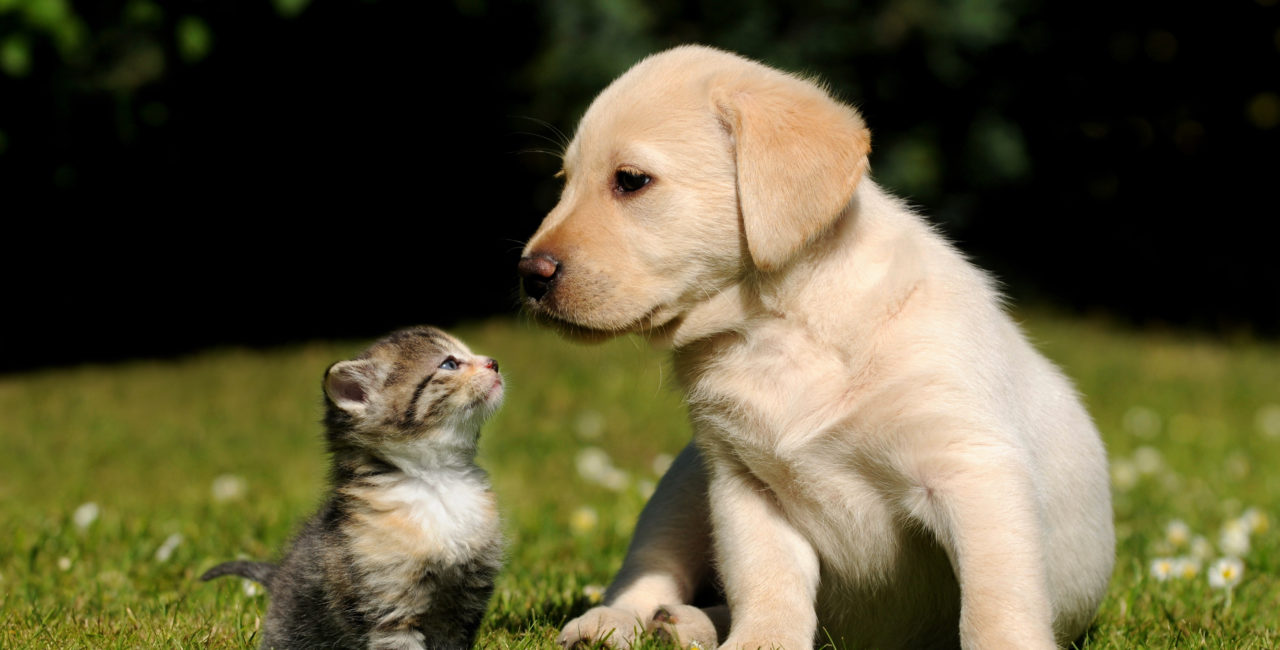 kitten and puppy outside