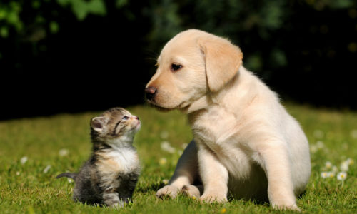 kitten and puppy outside