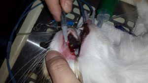 Veterinarian injecting local anesthetic into pet&#39;s mouth