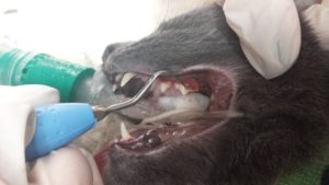 Veterinarian using an ultrasonic scaler to remove calculus from pet&#39;s upper premolar tooth