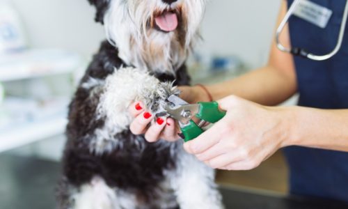 Dog getting its nails trimmed by a veterinarian