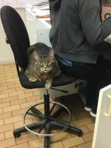 Gunner the cat sitting on a chair with Coxwell Animal Clinic staff