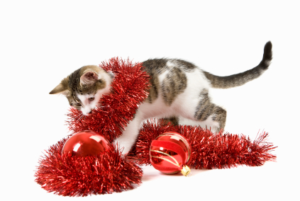 Kitten wrapped in red tinsel with baubles in front