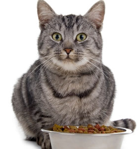 Cat with a bowl of food in front of it