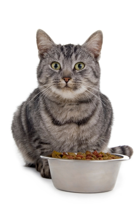 Cat with a bowl of food in front of it