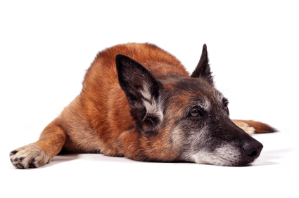 Old purebred belgian sheepdog malinois laid down in front of white background