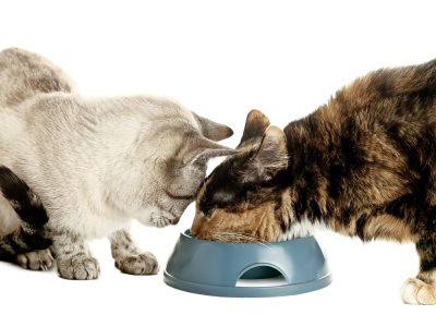 A cat eating food from a bowl and the other cat looking at the bowl