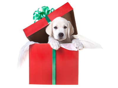 Puppy in a gift box