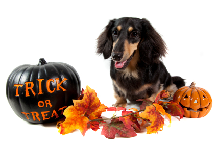 Dog with fall leaves and two carved pumpkin decorations