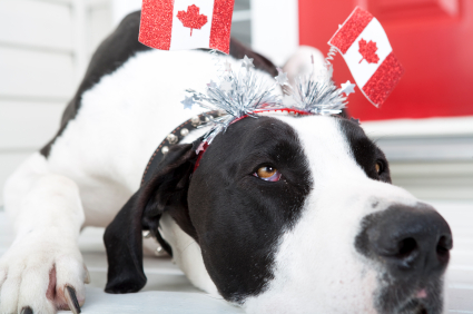 Dogs wearing a Canada flags headband