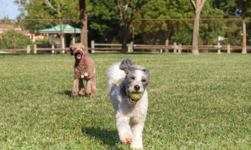 Dog with a tennis ball in its mouth and another dog outdoors