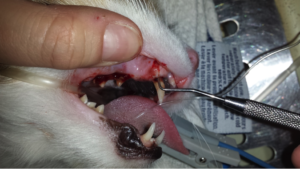 Image 2: There is a deep pocket around this upper canine. A sign of disease.
