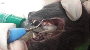 Image 7: Using an ultrasonic scaler to remove calculus from an upper premolar tooth. 