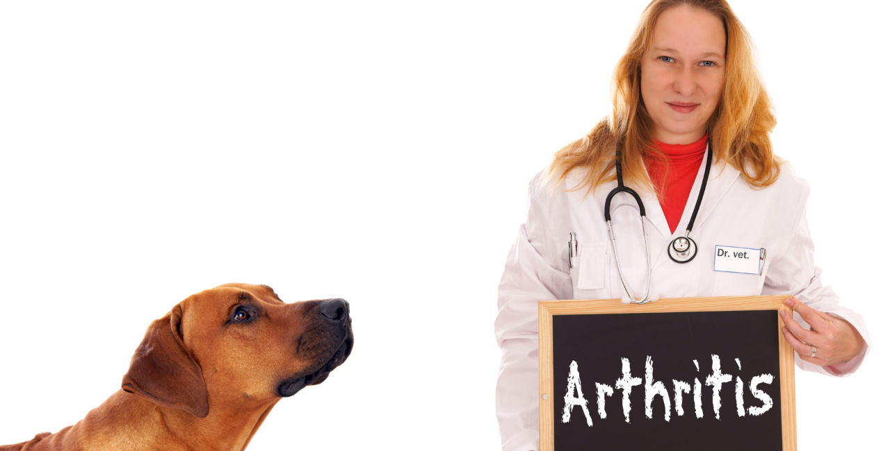 Dog with a veterinarian holding a blackboard with the word Arthritis on it