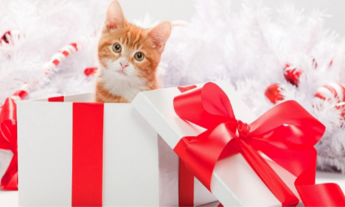 Cat in a gift box