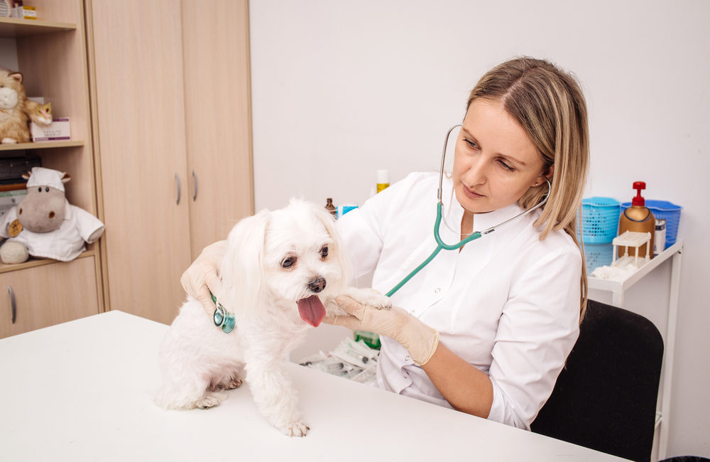 Veterinarian examining pet