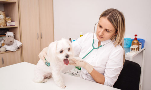 Veterinarian examining pet